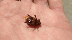 Pericoptus punctatus