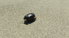 Pericoptus punctatus