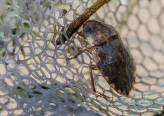 Naucoris