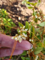 Cuscuta tinctoria