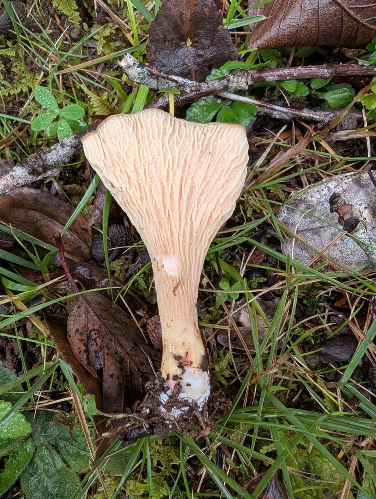 Turbinellus floccosus · October 2025 · photo: © atsushi_nakajima_cirque (iNaturalist, cc-by)