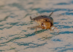 Naucoris