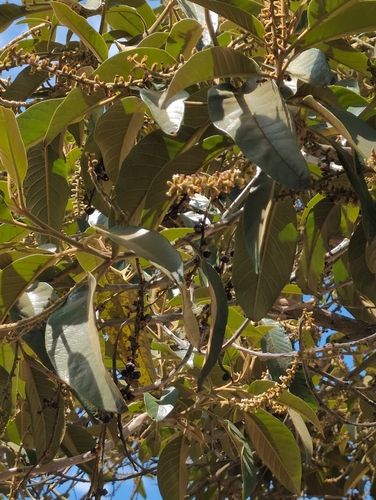 Citharexylum subflavescens, photograph 5
