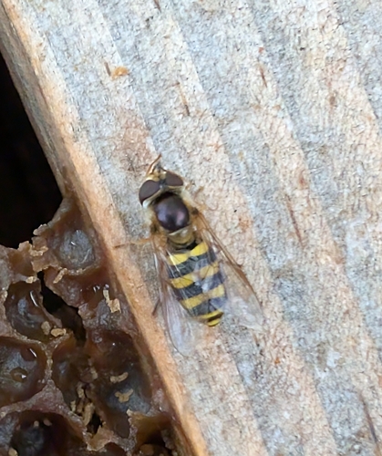 Unknown species found near Sparta Township, MO 65753, USA
