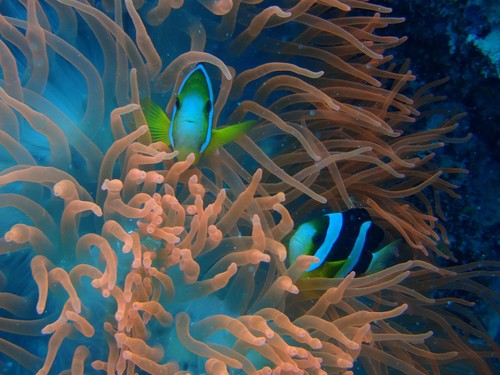 Anemonefish