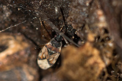 Scolopostethus decoratus