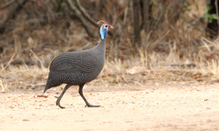 Numida meleagris mitratus