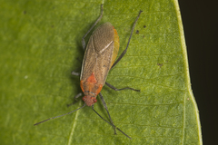 Jadera sanguinolenta