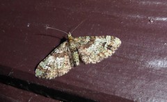 Pasiphila bilineolata