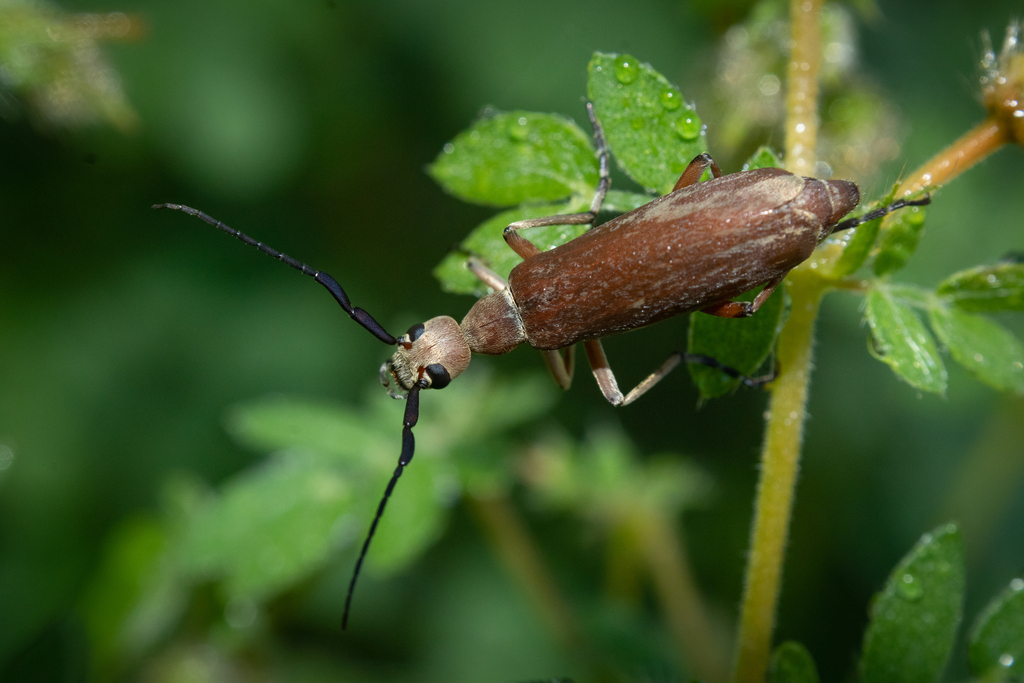 Epicauta languida