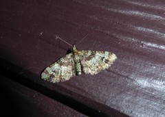 Pasiphila bilineolata