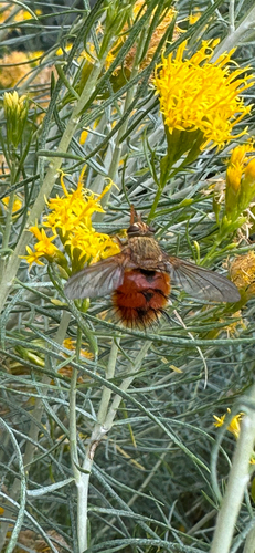 Unknown species found near Monida St, Bozeman, MT, US
