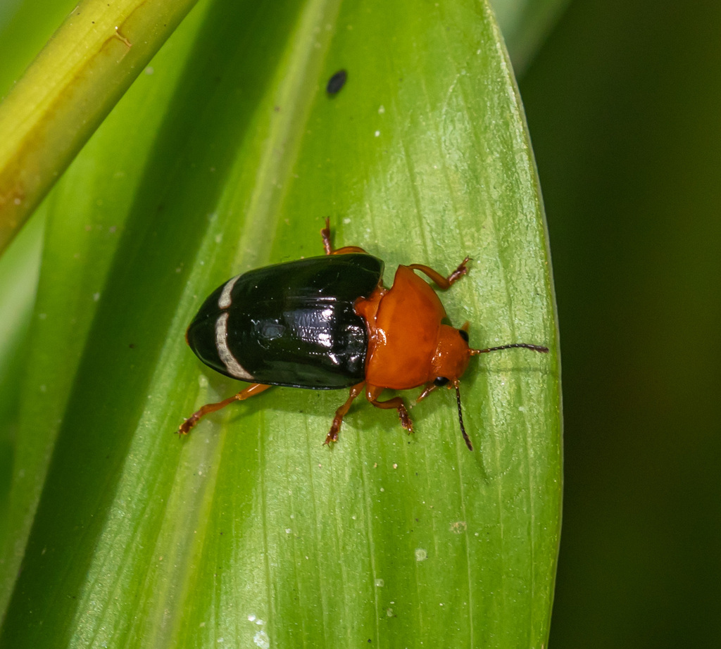 Mycotretus mycetophagoides