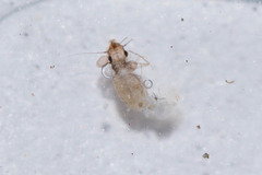Lepinotus patruelis