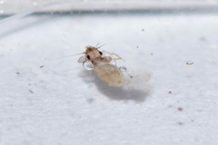 Lepinotus patruelis