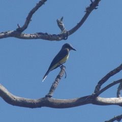 Tyrannus melancholicus