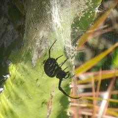 Nephilingis cruentata