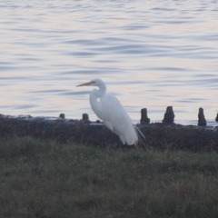 Ardea alba