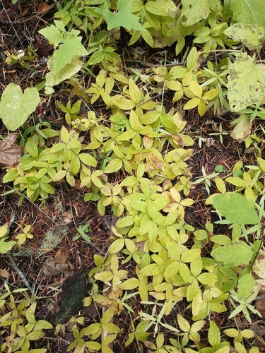 oregon bedstraw (Galium oreganum)