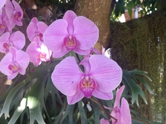 Phalaenopsis