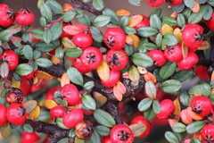 Cotoneaster apiculatus