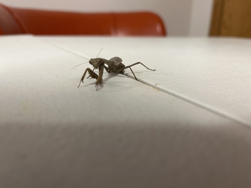 Carolina Mantis