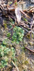 Ricciaceae