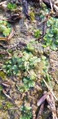Ricciaceae