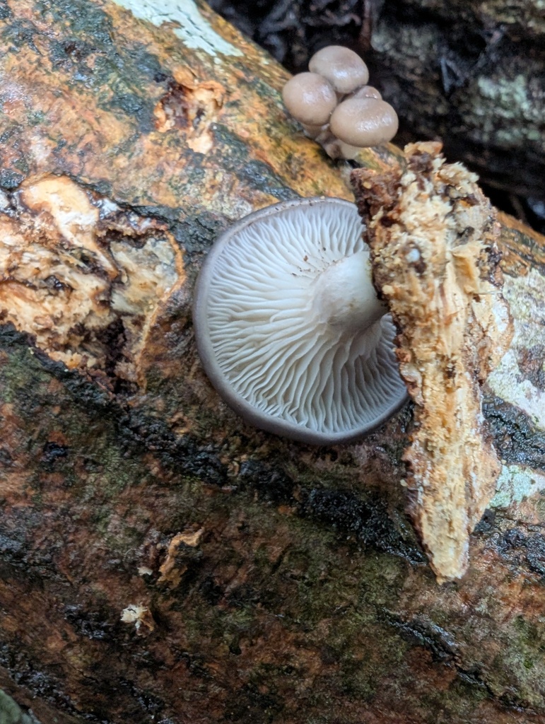 Pleurotus ostreatus · October 2025 · photo: © atsushi_nakajima_cirque (iNaturalist, cc-by)