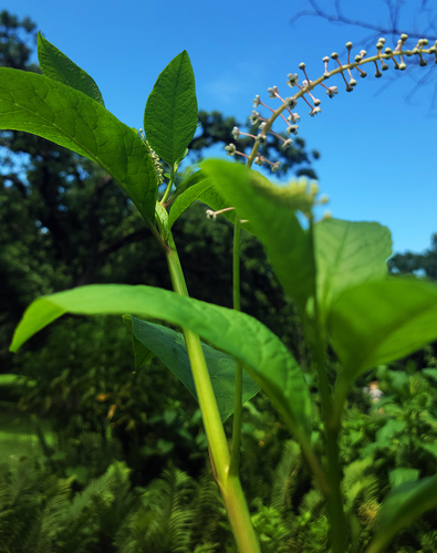 American pokeweed