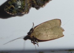 Phaeosaces coarctatella