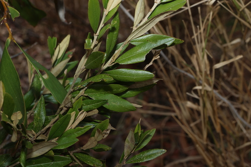 Hovea longipes observed 2025-10-25