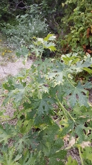 Cnidoscolus maculatus