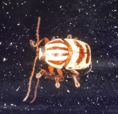Cryptocephalus leucomelas