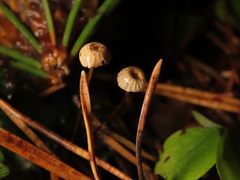 Marasmius wettsteinii