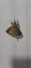 Apatelodidae