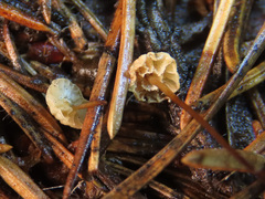 Marasmius wettsteinii