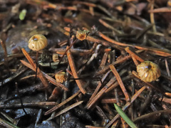 Marasmius wettsteinii