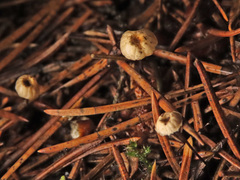 Marasmius wettsteinii