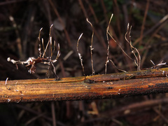 Xylaria filiformis