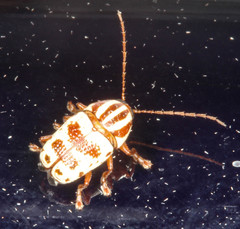 Cryptocephalus leucomelas