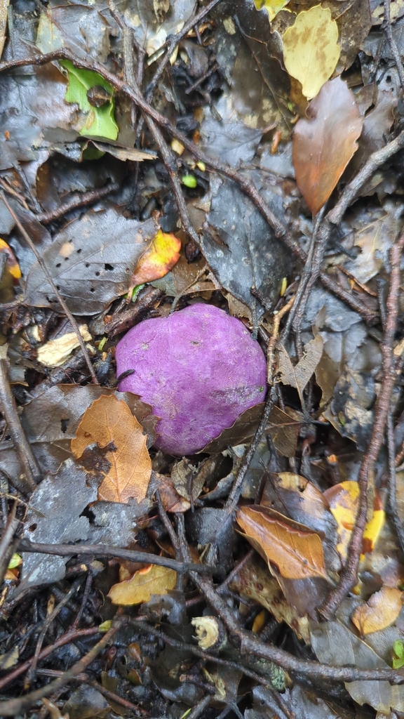 Gallacea scleroderma · October 2025 · photo: © ge0nerd (iNaturalist, cc0)