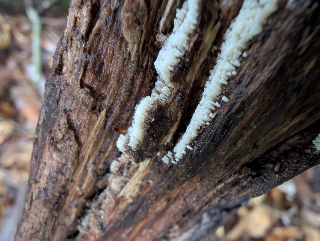Henningsomyces candidus · October 2025 · photo: © atsushi_nakajima_cirque (iNaturalist, cc-by)