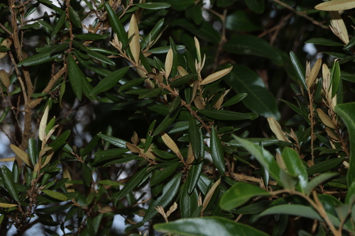 Hovea longipes observed 2025-10-25