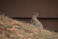 Sylvilagus nuttallii