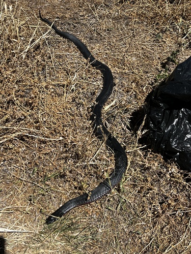 Red-bellied Black Snake sighting