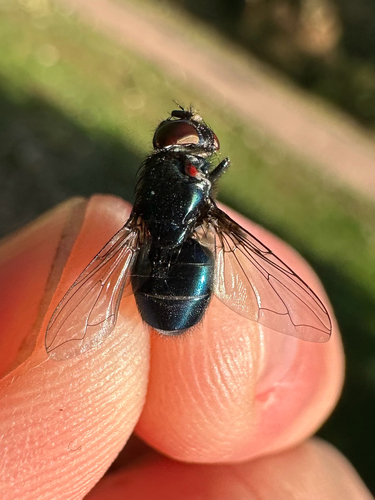 Unknown species found near Havre De Grace, MD, US