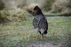 Daptrius carunculatus