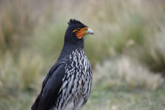 Daptrius carunculatus