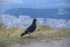 Daptrius carunculatus